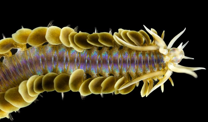 Полихета Phyllodoce