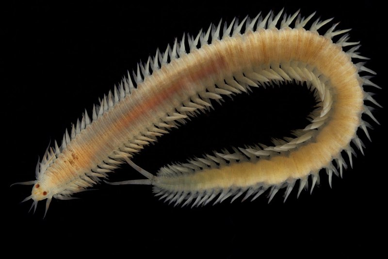 Нереис морской червь (64 фото)
