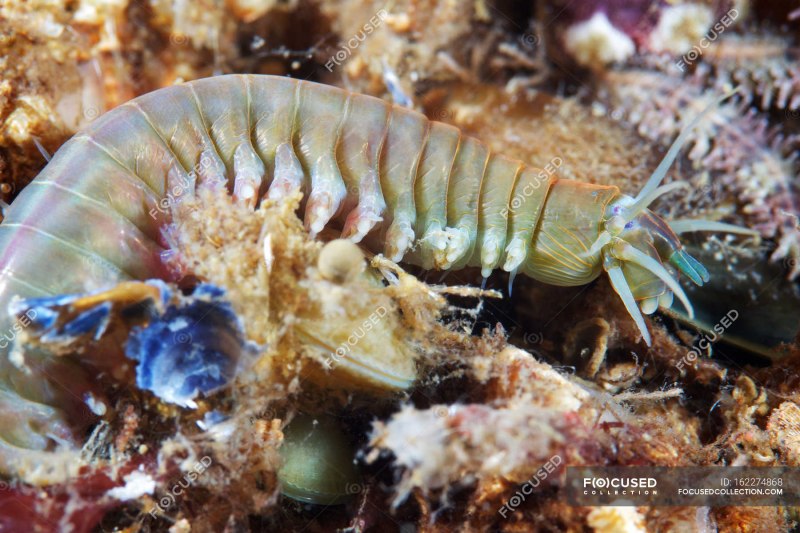 Hermodice carunculata