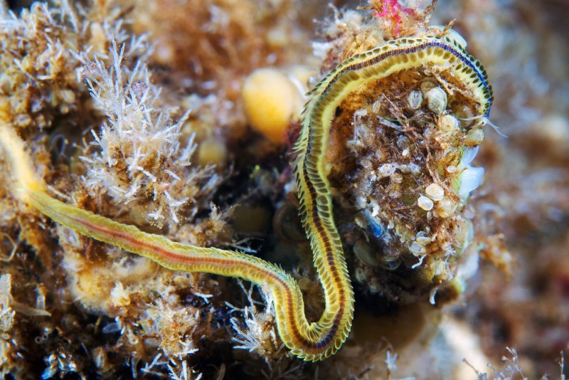 Морской червь фото азовское море