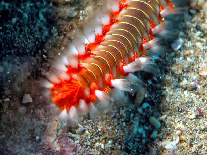 Phyllodoce citrina