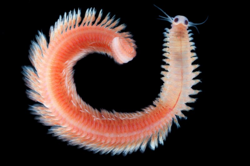 Морской червь Eunice aphroditois