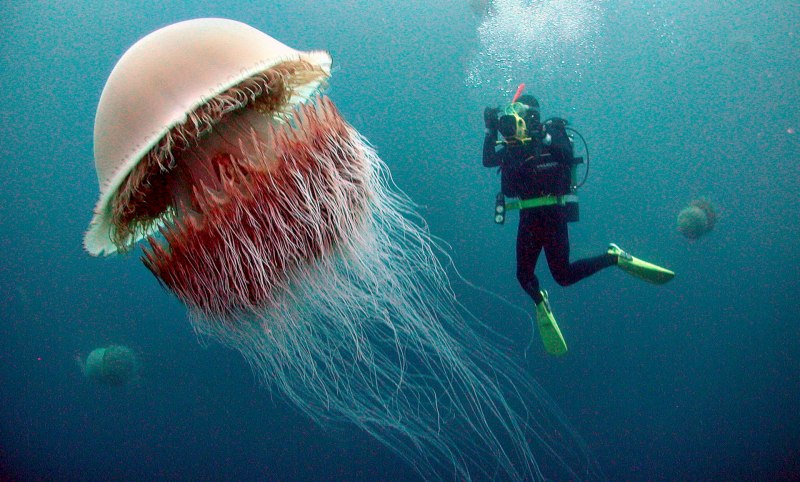 Медуза волосистая цианея (61 фото)