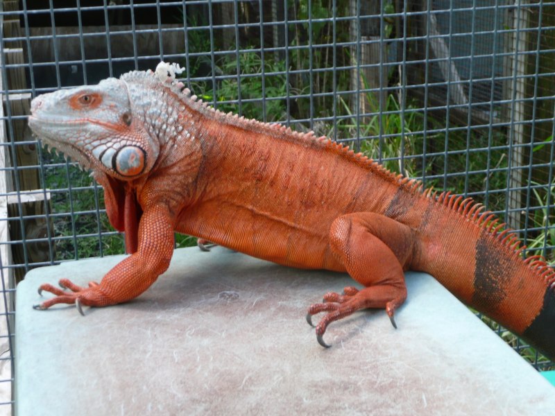 Красная игуана