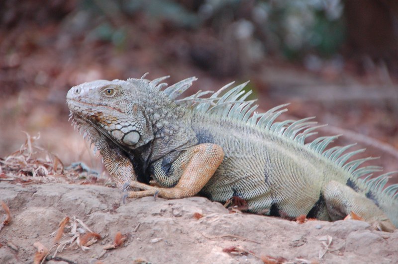 Игуана красная (Iguana Iguana)