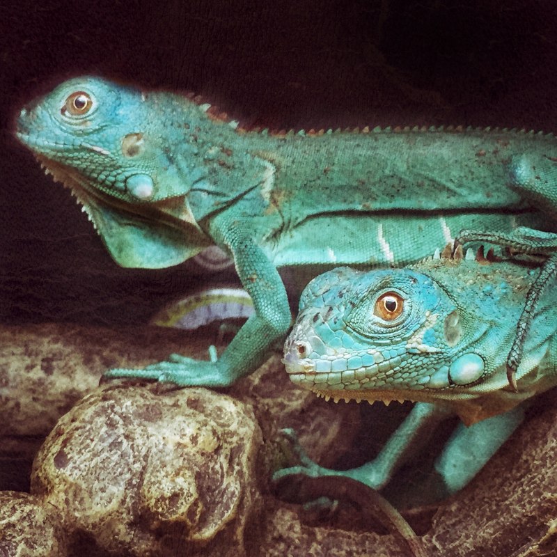 Игуана красная (Iguana Iguana)