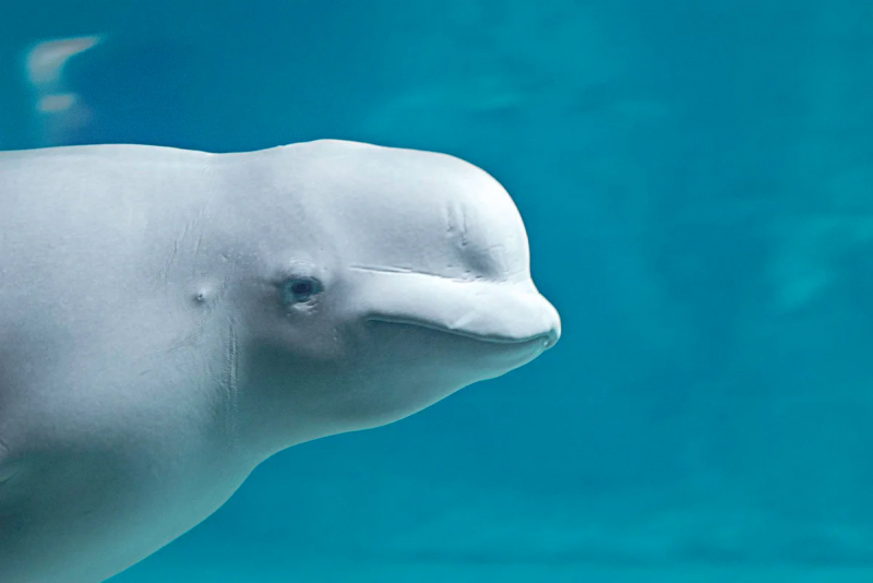 Белый дельфин с большим лбом (73 фото)