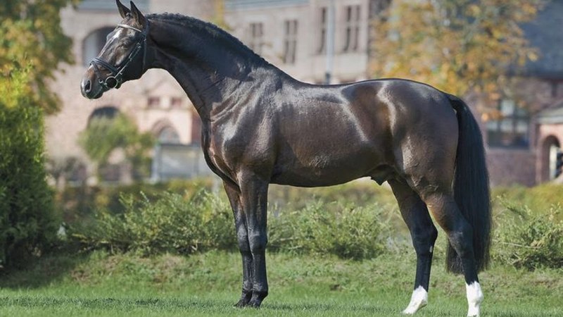 Вестфальская лошадь (68 фото)