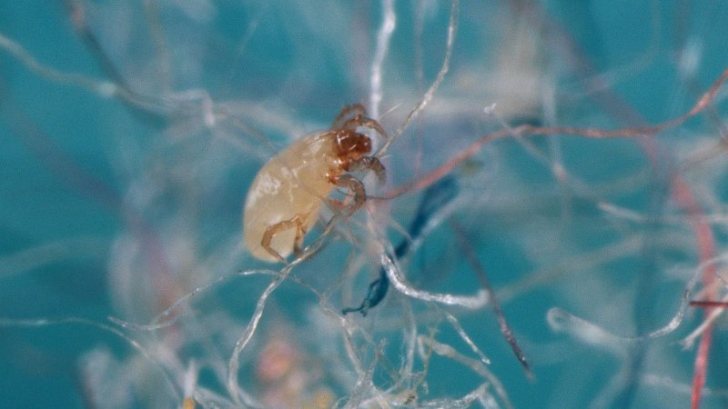 Клещ Dermatophagoides pteronyssinus