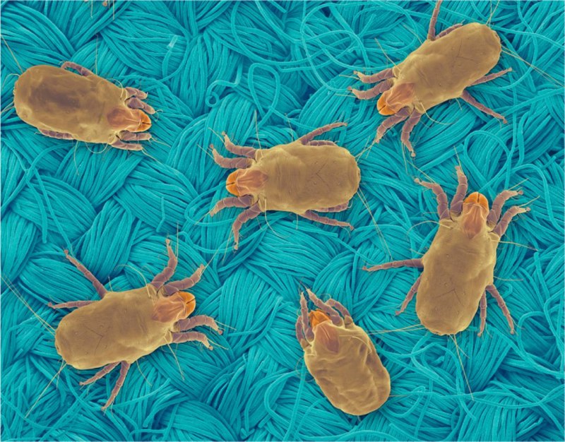 Клещ Dermatophagoides pteronyssinus
