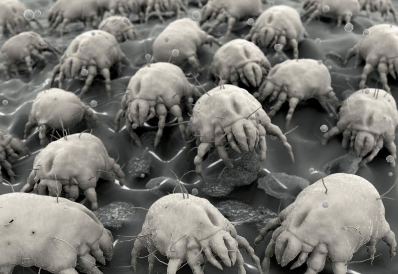 Клещ Dermatophagoides farinae