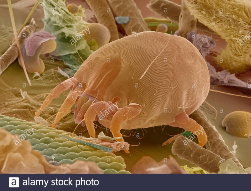 Клещ Dermatophagoides pteronyssinus, farinae