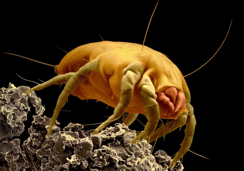 Клещ Dermatophagoides