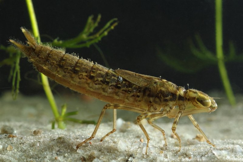 Личинка Стрекозы (Libellulidae) отряд