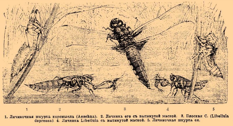 Личинка Стрекозы (Libellulidae)
