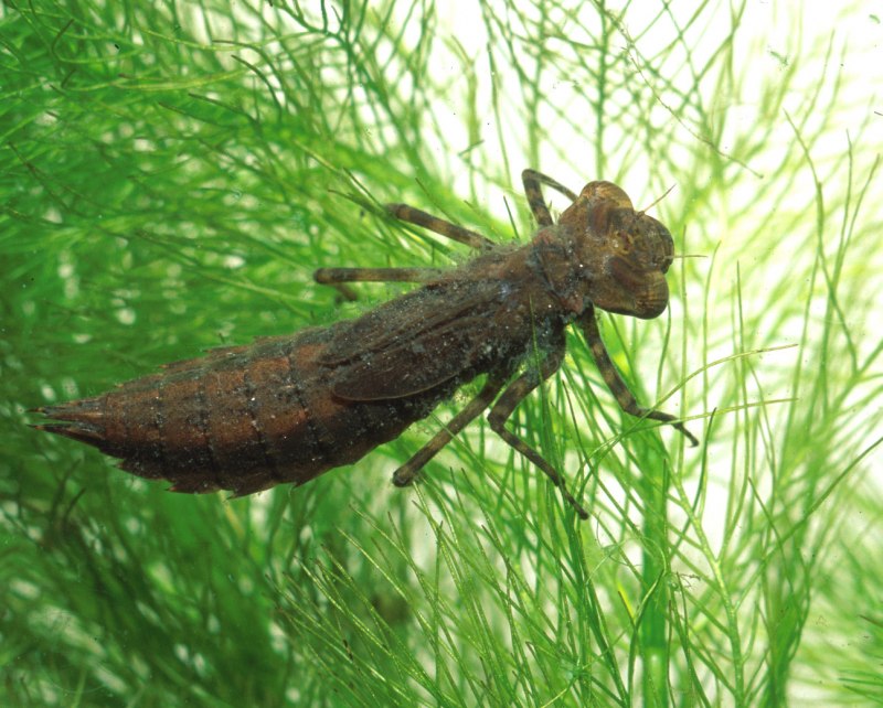 Aeshna Grandis