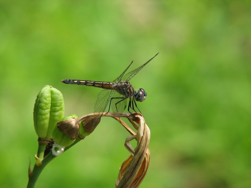 Нимфа Dragonfly