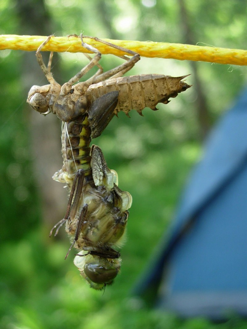 Личинка коромысла