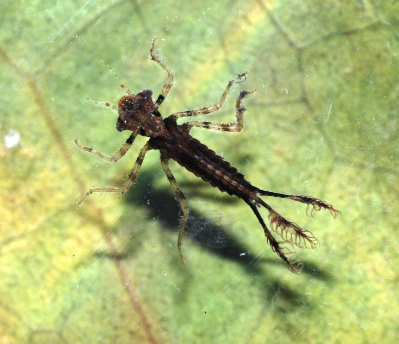 Коромысло зеленое Aeschna viridis