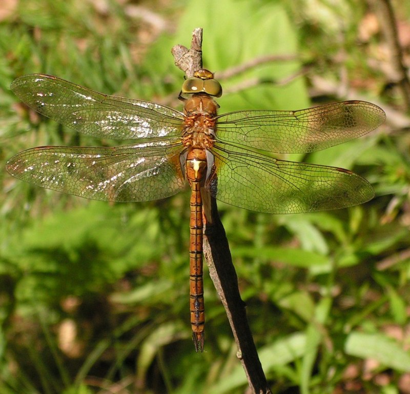 Odonata личинки
