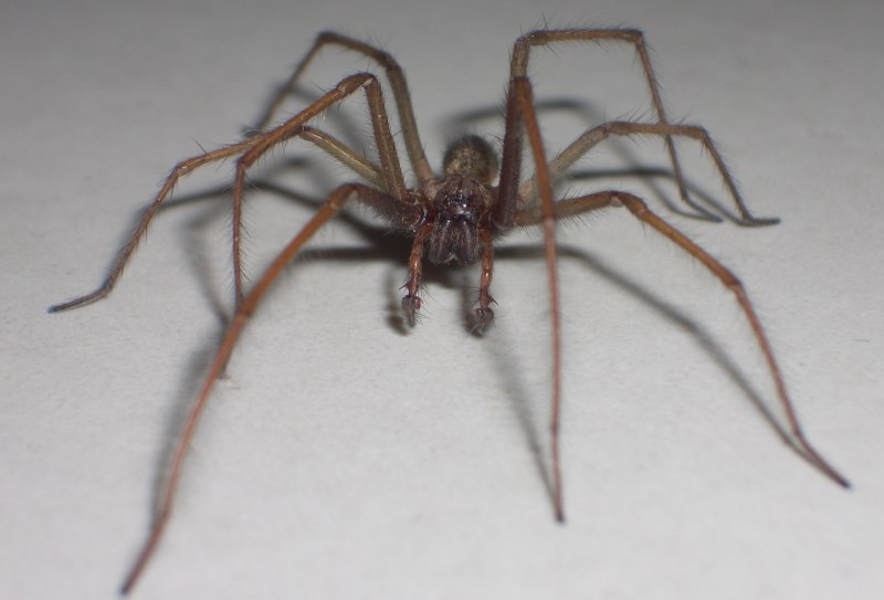 Паук Tegenaria atrica