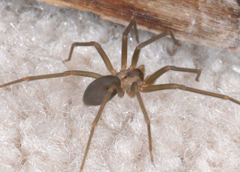 Daddy long Legs паук
