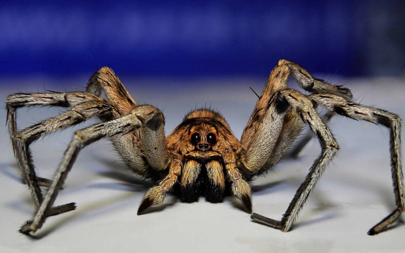 Pholcus phalangioides паук