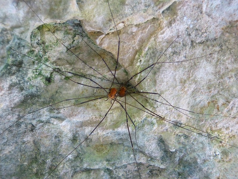 Длинноногий паук (67 фото)
