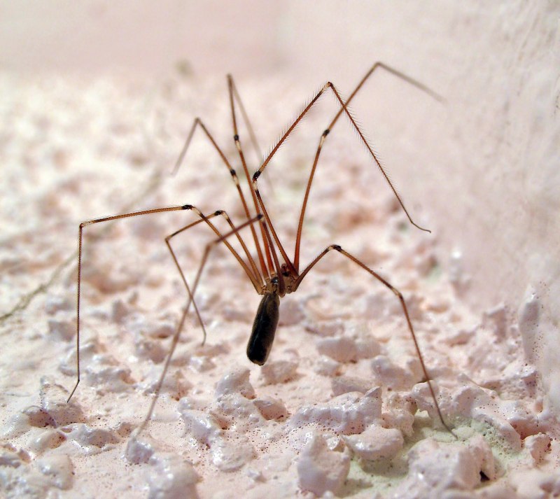 Pholcus phalangioides паук