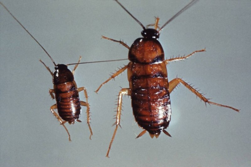 Blatta orientalis таракан