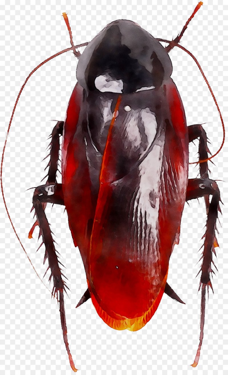 Megaloblatta longipennis