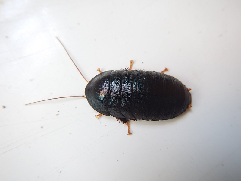 Рыжий таракан Blattella Germanica