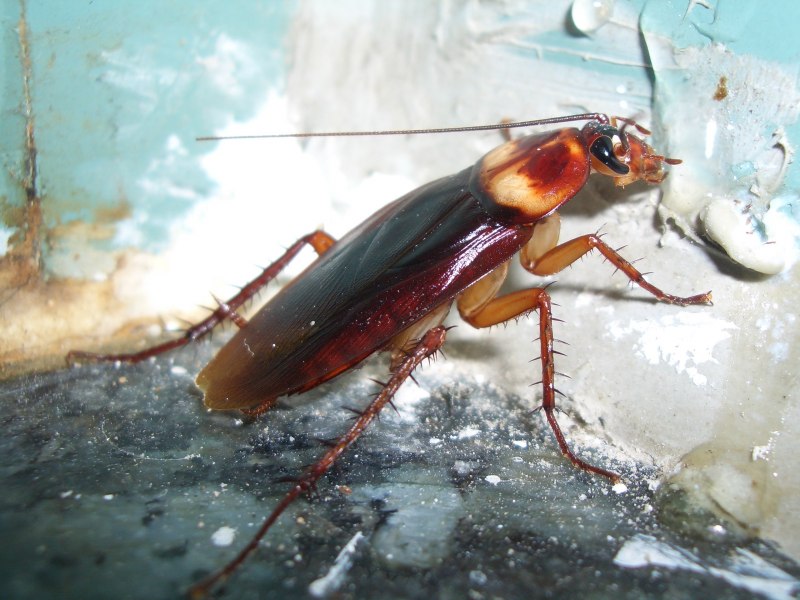 Таракан черный (Blatta orientalis)