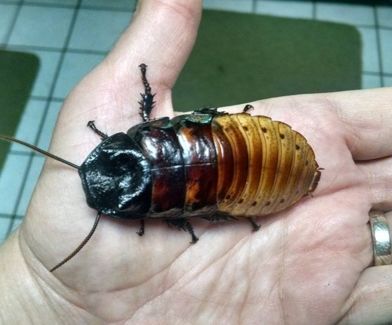 Blatta orientalis таракан