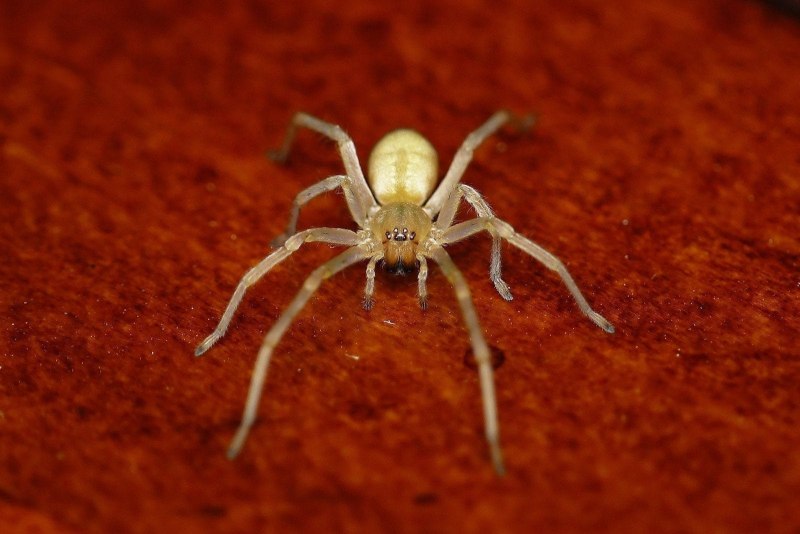 Argiope lobata паук