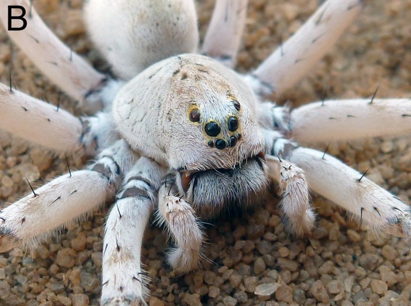 Гигантский паук-охотник (heteropoda maxima)