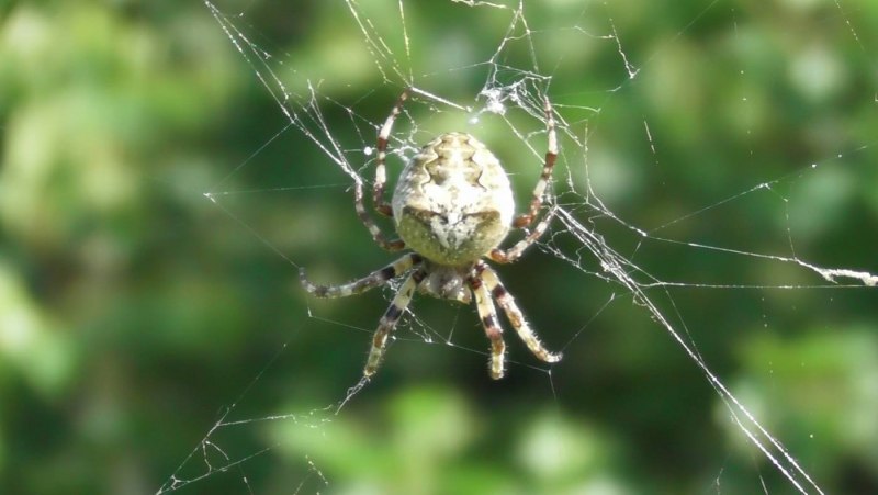 Цветочный паук Misumena vatia