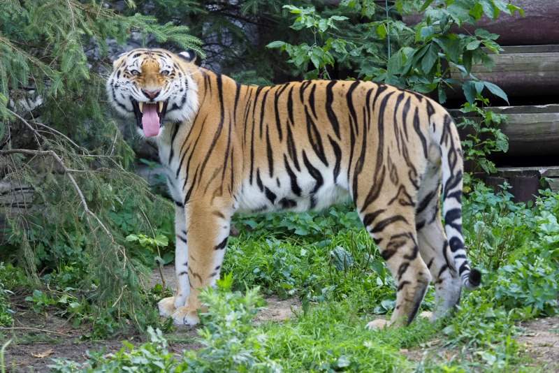 Китайский тигр (70 фото)
