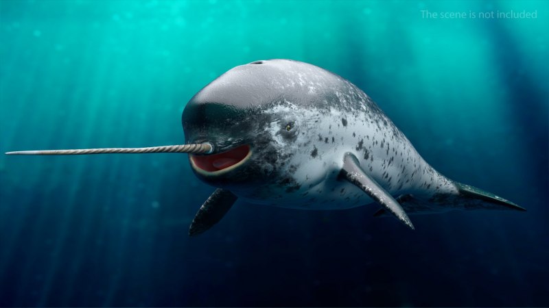 Monodon Monoceros