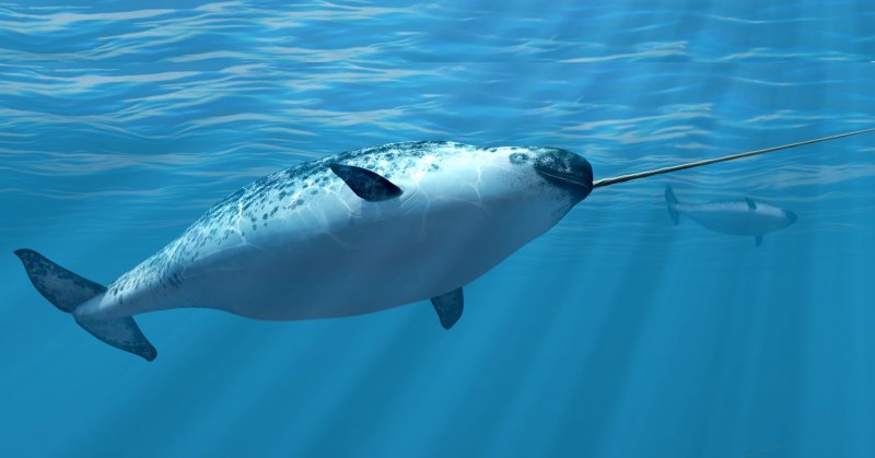 Нарвал морской Единорог
