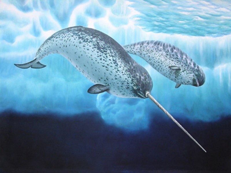 Monodon Monoceros