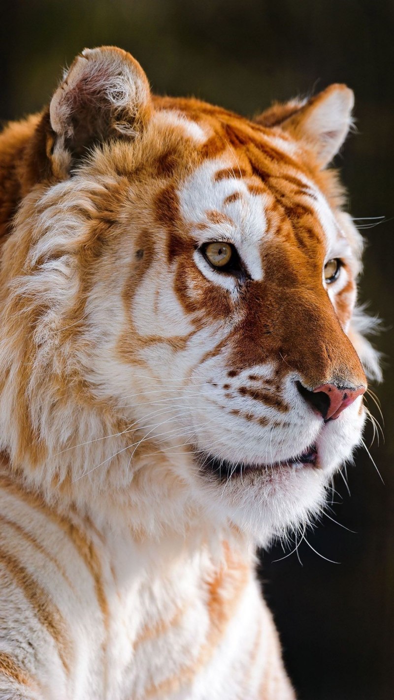 Индокитайский тигр (Panthera Tigris corbetti)