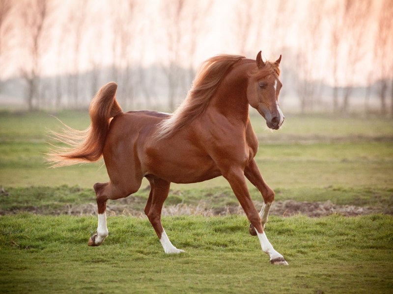 Рыжая лошадь (68 фото)