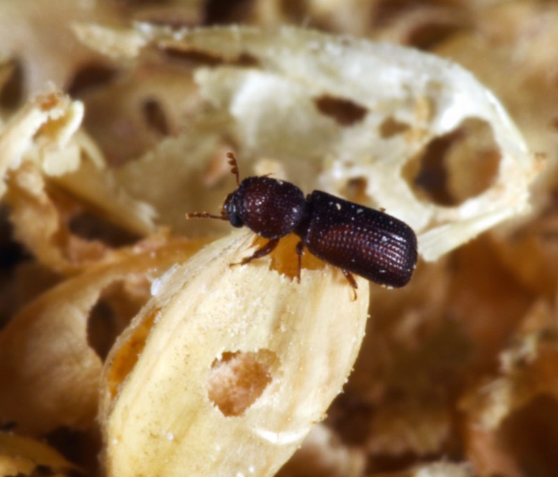 Oryzaephilus surinamensis