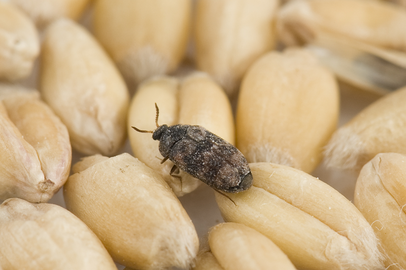 Tanymecus palliatus