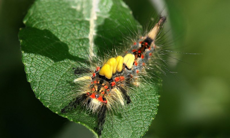 Гусеница Gypsy Moth