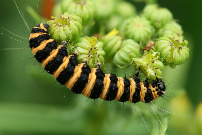 Actias dubernardi гусеница