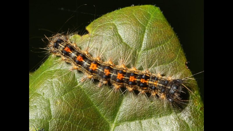 Гусеница бабочки Carthaea saturnioides