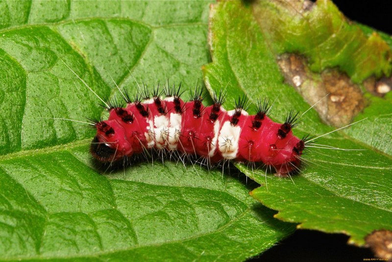 Гусеница слизневидки Calcarifera ordinata