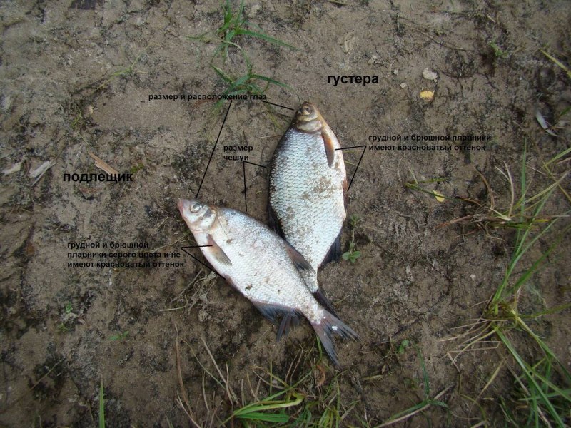 Синец густера белоглазка